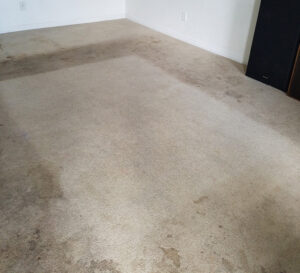 Dirty Carpet