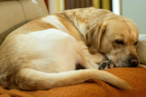 dog on old couch