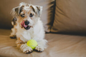 Dog playing with a ball on couch