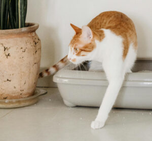 Cat litter box