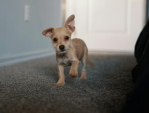 Small dog with lots of dander