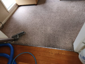 Great looking carpets