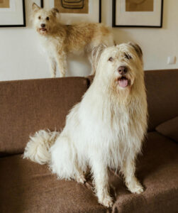 Floor Cleaning St. George