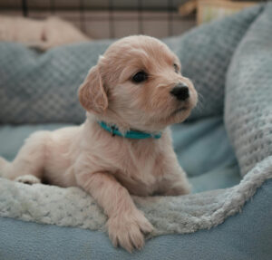 Pet Pee Out of Carpet