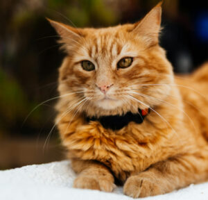 Pet Pee Out of Carpet