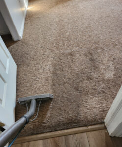 Pet Pee Out of Carpet