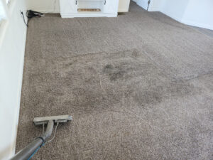 Pet Pee Out of Carpet