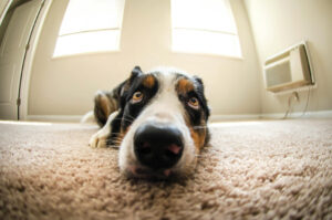 Allergies Carpet Cleaning St. George