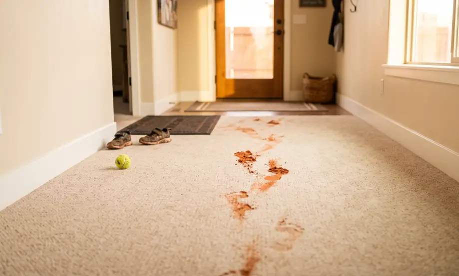Whole House Carpet Cleaning