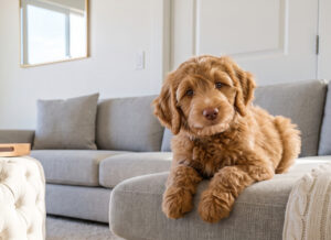 Apartment carpet cleaning near me